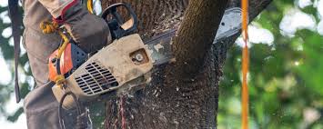 Best Tree Risk Assessment  in Charlestown, MD