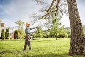 Best Hedge Trimming  in Charlestown, MD