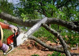 Best Fruit Tree Pruning  in Charlestown, MD