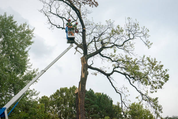 Best Seasonal Cleanup (Spring/Fall)  in Charlestown, MD