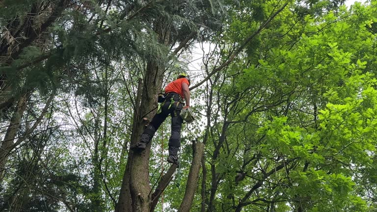  Charlestown, MD Tree Services Pros