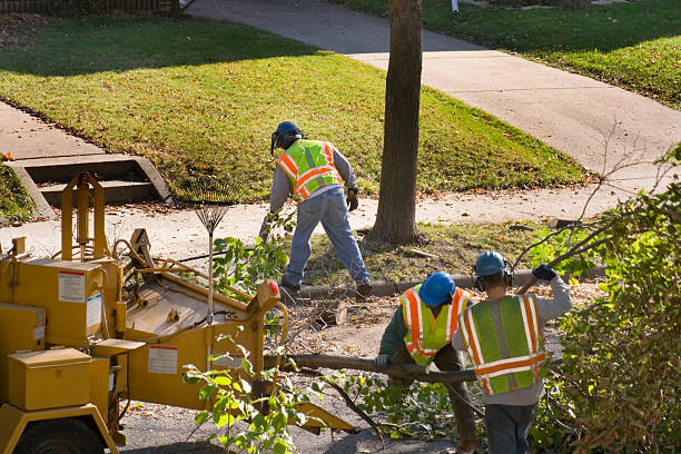 Best Tree Mulching  in Charlestown, MD