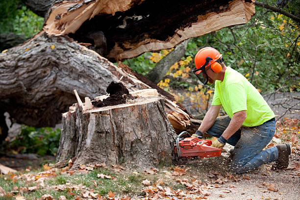 Best Tree Trimming and Pruning  in Charlestown, MD