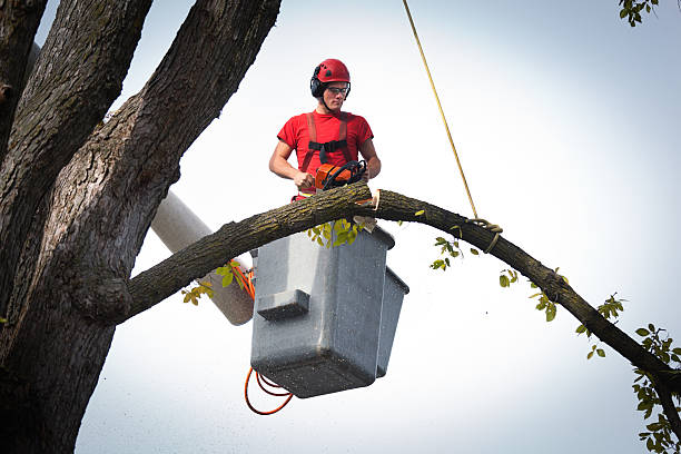 Best Commercial Tree Services  in Charlestown, MD