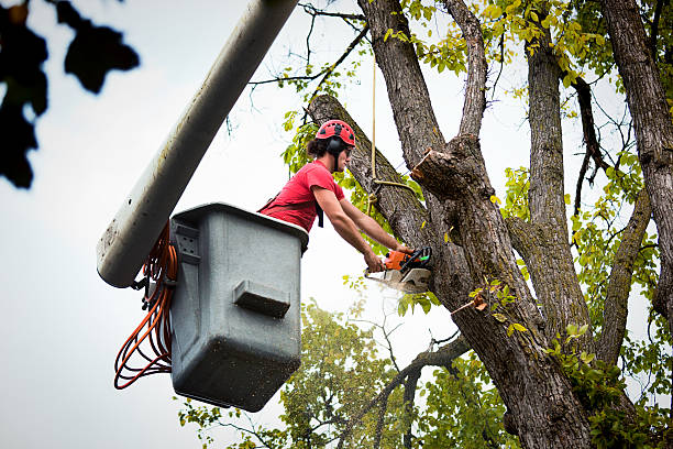 Best Tree Preservation Services  in Charlestown, MD